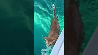 THE SWIMMING BOAT-CAT! 💦⚓️🐈 That dive in though….#catlovers #cats #lovesailing #sailinghollyblue