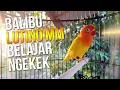 Download Lagu BALIBU LUTINO MATA MERAH BELAJAR NGEKEK