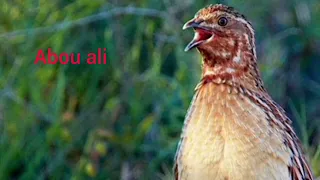 صوت سمان الفري                    دندنها
