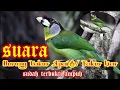 Download Lagu Suara Burung Takur Api Paling Ampuh || Burung Takur Hutan Alam Liar