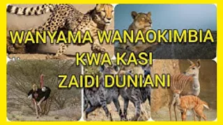 TOP 5 YA WANYAMA WANAOKIMBIA KWA KASI ZAIDI DUNIANI  TOP 5 YA WANYAMA WANAOKIMBIA KWA KASI ZAIDI DUNIANI