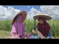 Download Lagu VIRAAALLL..... JAPPIN INDUNG-INDUNG. GAMBUS WANITA Asli Sei Babanir Bangun. Berau, Kaltim