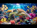 Download Lagu Amazing 4K Ocean Adventure 🐳 Dive Deep and Marvel at Sea Animal in The Best 4K ULTRA HD Aquarium #21