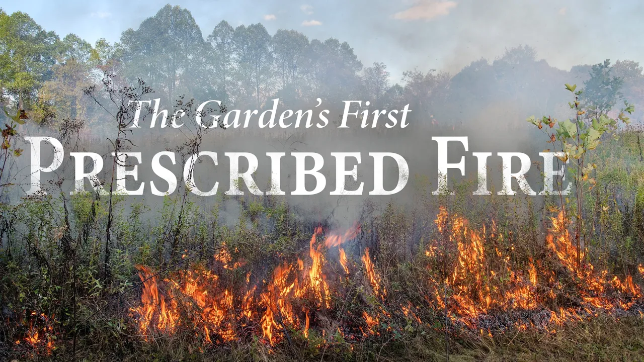 Controlling Invasive Plants With Prescribed Fire | Pittsburgh Botanic Garden, October 2025
