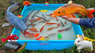 Mancing ikan hias besar di kolam, ikan lele besar, ikan cupang, ikan koi, ikan mas, ikan besar