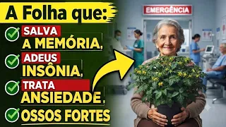 CUSTA MENOS DE 0,10 centavo E ME SALVOU DO SUS! Todo Mundo tem no Quintal e arranca como Mato! 