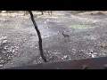 Axis Deer Hunting