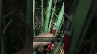 25 مايو 2019عملية إزالة الشوك أو السل ة من العسيب 