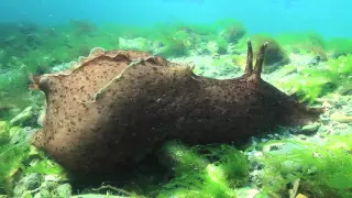 Sea slug brain chemistry reveals a lot about human memory learning - Science Nation