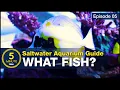 5 beginner fish EVERY saltwater aquarium should have Stocking a tank with utilitarian fish