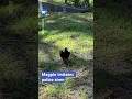 Seorang pengguna Reddit membagikan video seekor burung murai yang tampak meniru suara sirene polisi. #australia