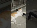 Download Lagu #cat, #shorts, pets and animals