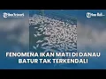 Download Lagu Pemkab Bangli Angkat Bicara Fenomena Ikan Mati Mendadak Di Danau Batur Kintamani Bali