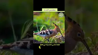 ليه العلماء بيلقبوا طائر الهدهد بمهندس الماء 