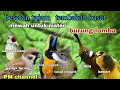 Download Lagu Masteran Tembakan Kasar || Materi Mewah untuk Isian Burung Lomba - suara jernih