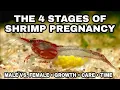 Examples of the 4 Stages of Shrimp Pregnancy Growth 2022 Version Cherry Shrimp Life Cycle