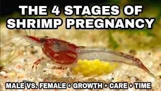 Examples of the 4 Stages of Shrimp Pregnancy Growth 2022 Version Cherry Shrimp Life Cycle