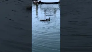 Sea Otters are Very Strange Cats! #ourladydefiant #sail #sailboat #seaotter #boat