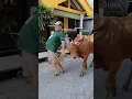 Download Lagu sapi ngamuk, sapi lari lari #shorts #youtubeshorts #viralshorts #lucu #ngakak