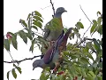 Download Lagu Suara pikat burung punai ampuh cocok untuk pakai di pagi hari dan sore hari 