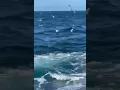 Great White shark attack