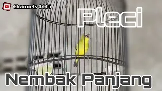 Download Pleci Nembak Panjang MP3