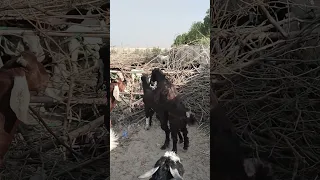مشهد تزاوج الماعز أصاب الجميع بالذهول Goat Animals Shorts 