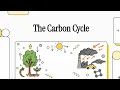 Carbon Cycle Explained Photosynthesis Respiration Human Impact