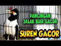 Lagu 100 % bikin jalak suren ikut gacor bonus bongkar isian  #jalaksurengacor