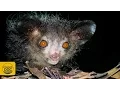 Aye Aye Lemur of Madagascar