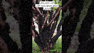 من أكتر الأشجار غرابه شجرة العنب البرازيلي اكسبلور اكسبلور فولو هل تعلم فواكه اشجار عنب البرازيل 