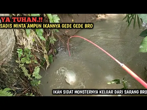 Download MP3 YA AMPUN.!! MANCING DI SELOKAN DI SAMBAR IKAN GEDE GEDE SADIS MINTA AMPUN || SIDAT MONSTERNYA NONGOL