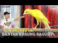 Download Lagu UPDATE TERBARU❗BERBAGAI MACAM JENIS KENARI ADA DISINI !! Ring PC Salatiga