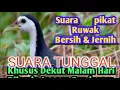 Download Lagu Suara Tunggal Pikat Ruak Ruak Paling Ampuh #masterpikat #suararuaktunggal #pikatruakruak