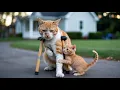 Download Lagu 🐱💔 Brave Kitten Hustles to Save Sick Mom