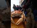 Download Lagu big crab caught pacific fishing #deepsea #fishing #deepsea #pacificocean #pacific #crab #ocean #ai