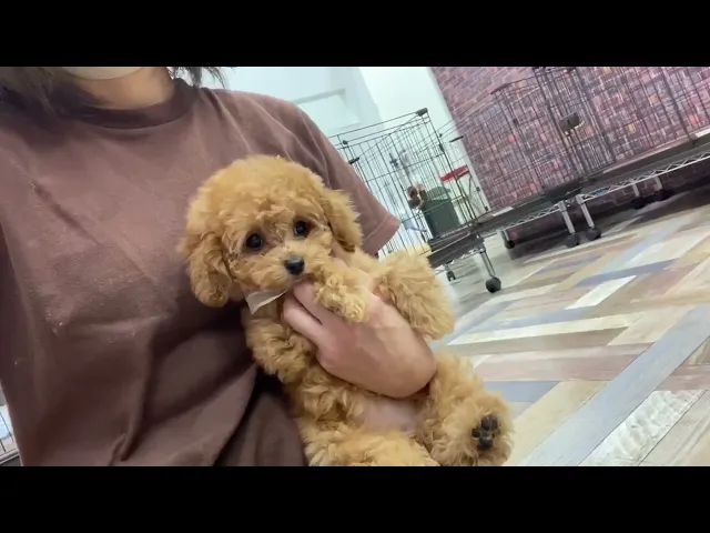 動画