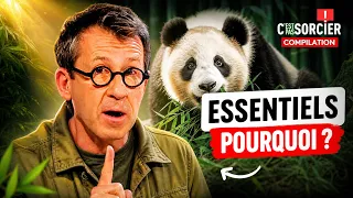 Pourquoi les pandas géants sont si importants ? - C'est pas sorcier