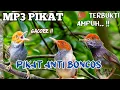 Download Lagu MP3 PIKAT Prenjak Kepala Merah Anti Boncos Paling Ampuh 2024