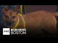 3 playful and sweet dogs up for adoption at Shultz s Guest House
