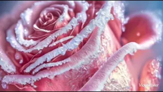 شيماء الشايب لقيتك فين دندنها