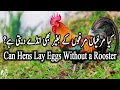 Can Hens Lay Eggs Without Rooster Murgi ke bagair murgi anda de sakti hai