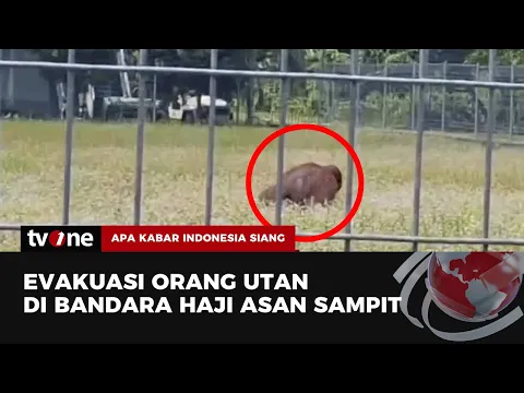 Orangutan di Kalteng Berkeliaran di Bandara Haji Asan Sampit, BKSDA Segera Evakuasi