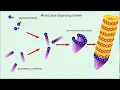 Microtubules Structure and Function