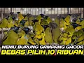 Lagu JUAL ASAL LAKU CEK HARGA BURUNG DIKIOS UMAR PEKALONGAN PROMO BEBAS PILIH 10 RIBU GAMPANG GACOR