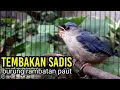 Download Lagu RAMBATAN ANAKAN GACOR