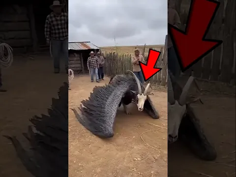 OS ANIMAIS MAIS BIZARROS DO PLANETA!