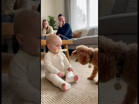 犬のおもちゃを咥えた赤ちゃん🦴犬に吠えられてしまい、どうしていいか分からず固まってしまう。。。#dog #baby #cute #funny #shorts #shortvideo #赤ちゃん