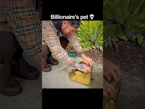 Billionaireโs pets are crazy ๐ #MambaFX