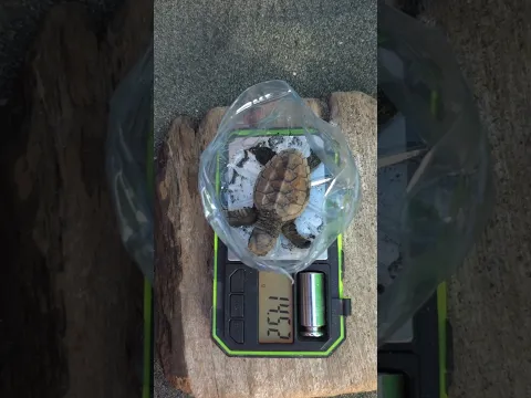 Tiny hawksbill hatchling.
